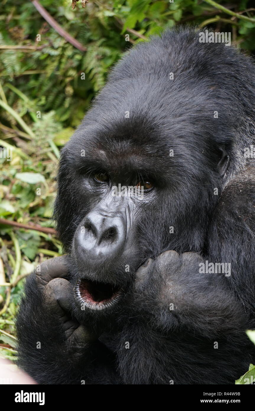 Nahaufnahme eines Silverback Mountain Gorilla mit offenem Mund, Ruanda. Stockfoto