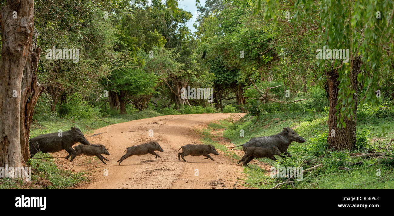 Die Familie der indischen Wildschwein laufen über die Straße in den Wald. Wissenschaftlicher Name: Sus scrofa cristatus, auch als Andamanese Schwein oder Moupin Schwein bekannt. Stockfoto