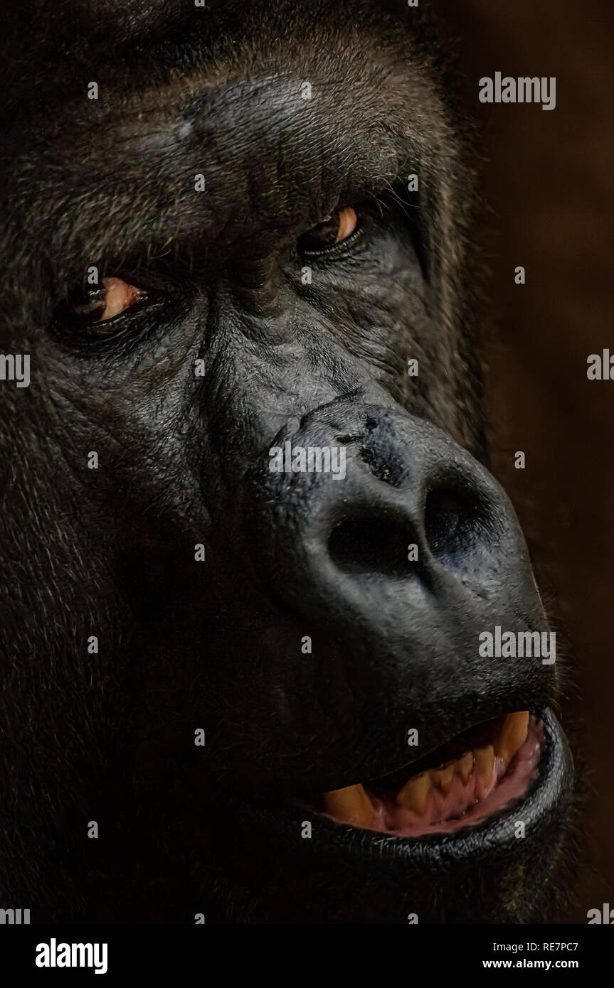 Gorilla Gesicht in Nahaufnahme. Starrte Gefahr Tier. Closeup big Ape. Stockfoto