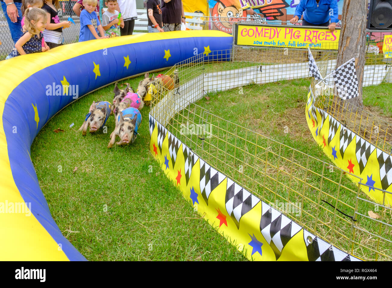 Kinder und Erwachsene beobachten Ferkel Racing, Rennstrecke, Spaß an Schwein Racing an australischen Land Landwirtschaft zeigen, NSW, Australien Stockfoto