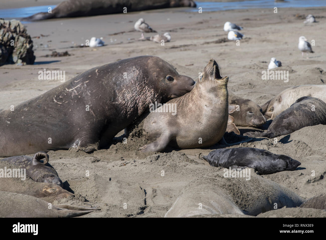 Northern elephant Seal, Piedras Blancas rookery, Kalifornien Stockfoto