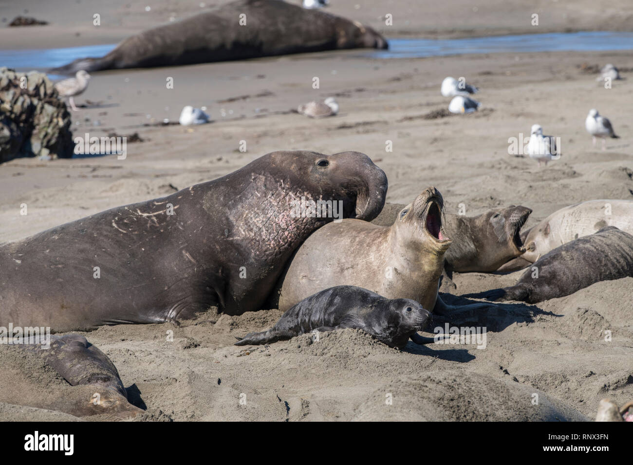 Northern elephant Seal, Piedras Blancas rookery, Kalifornien Stockfoto