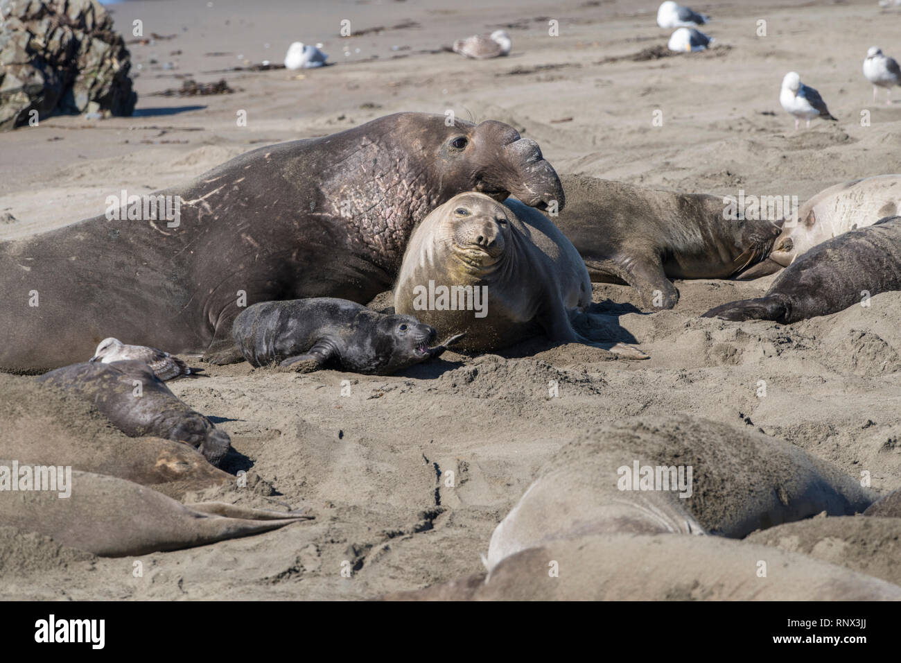 Northern elephant Seal, Piedras Blancas rookery, Kalifornien Stockfoto