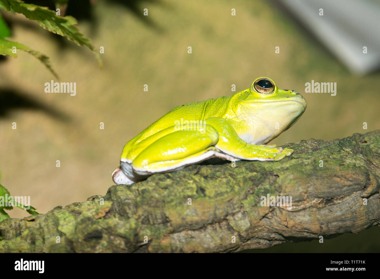 Chinesische Segelfliegen Frosch (Rhacophorus dennysi) Stockfoto