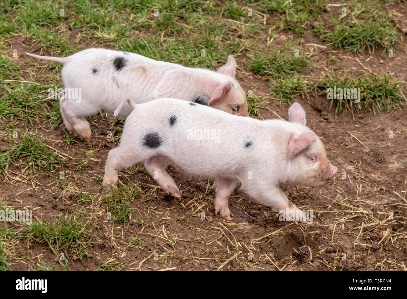 Zwei sie Gloucester alten Spot Ferkel mit einem Lauf im Cotswold Farm Park, Kineton, Gloucestershire, Großbritannien Stockfoto