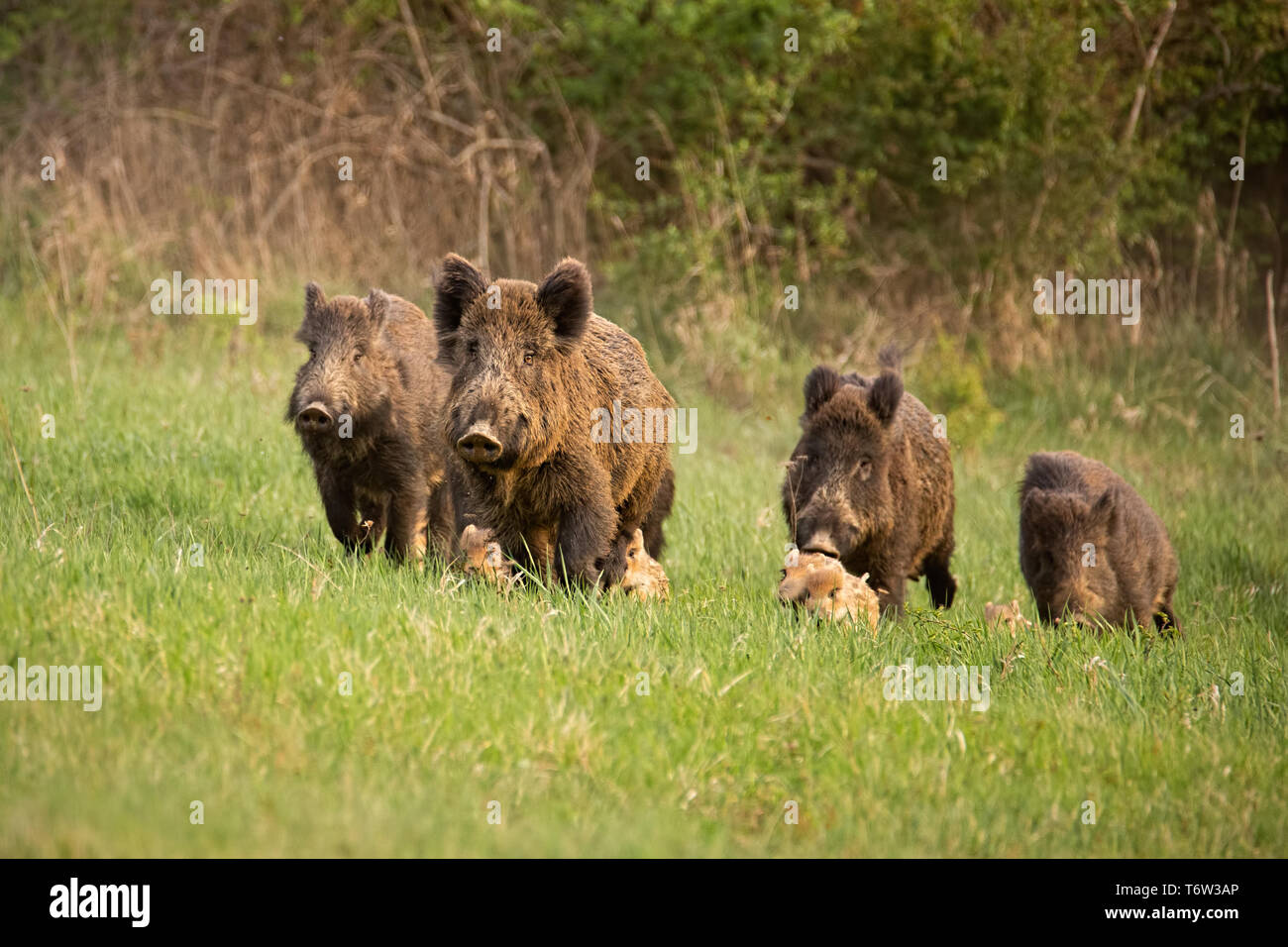 Gruppe von Wildschweinen, sus scrofa, laufen im Frühjahr die Natur. Stockfoto