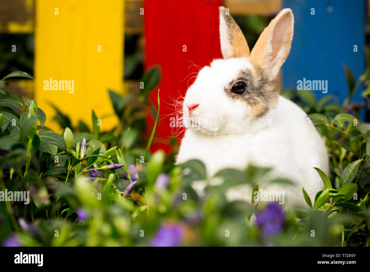 Kleine hase im gras Stockfoto