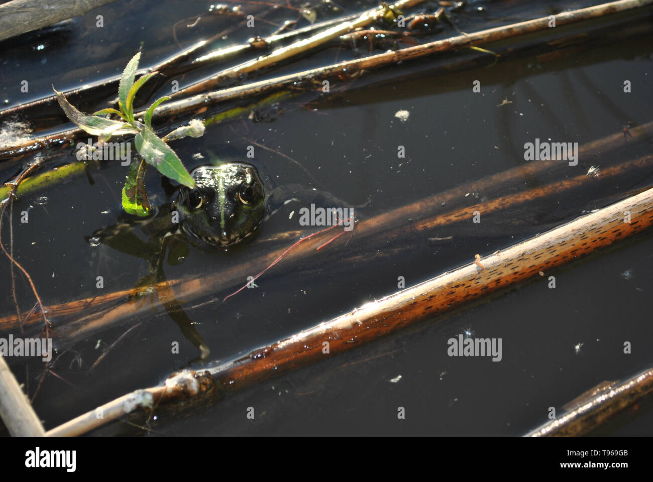 Green frog aus Wasser, bis detail schließen, dunklen Wasser mit trockenen Schilf in IT-Hintergrund Stockfoto