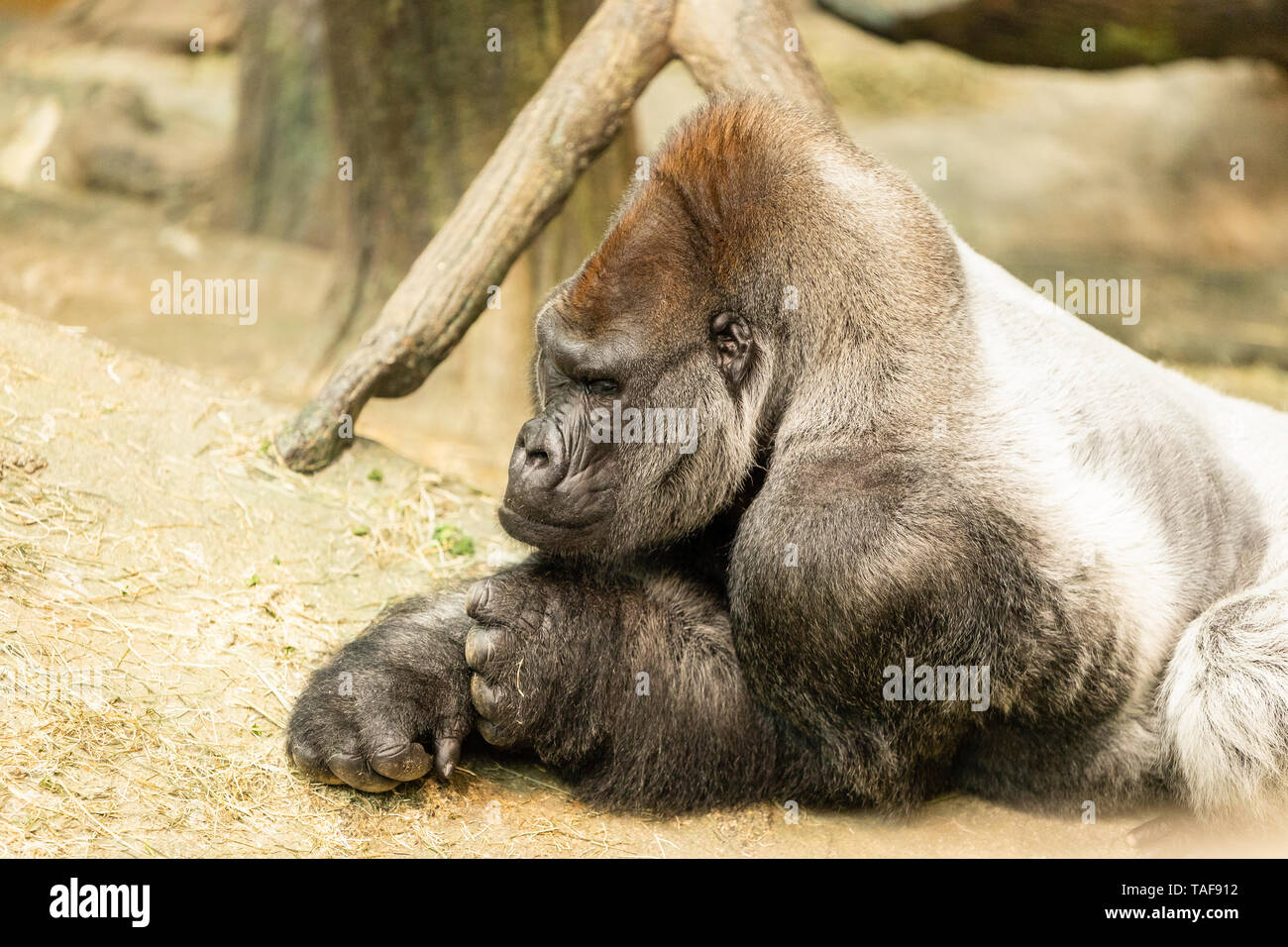 Eine große Silverback Gorilla Festlegung in ihrem Lebensraum. Stockfoto