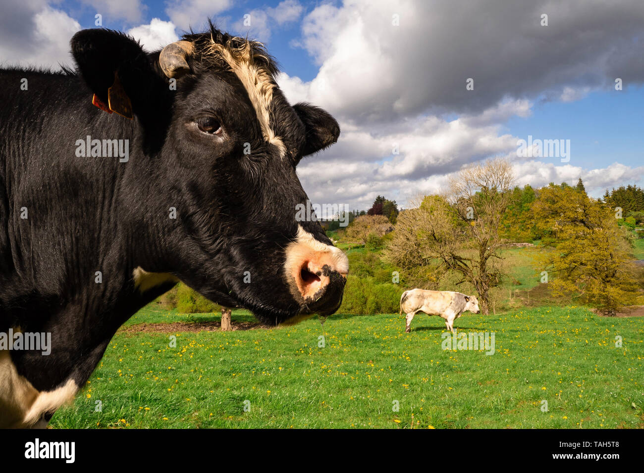 Zwei Kühe auf der Wiese Stockfoto