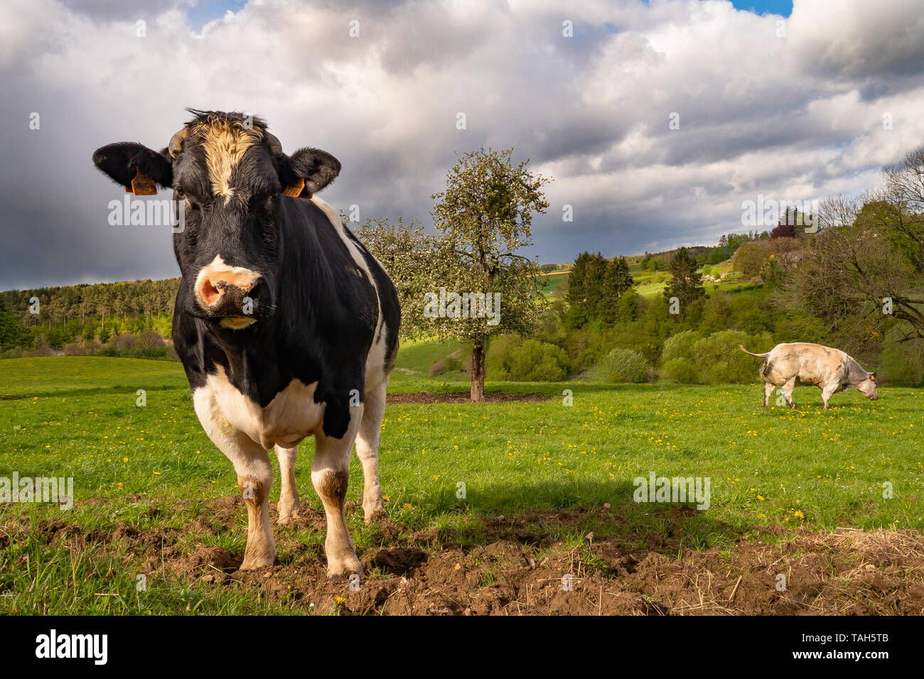 Milchkuhgenuss Stockfoto