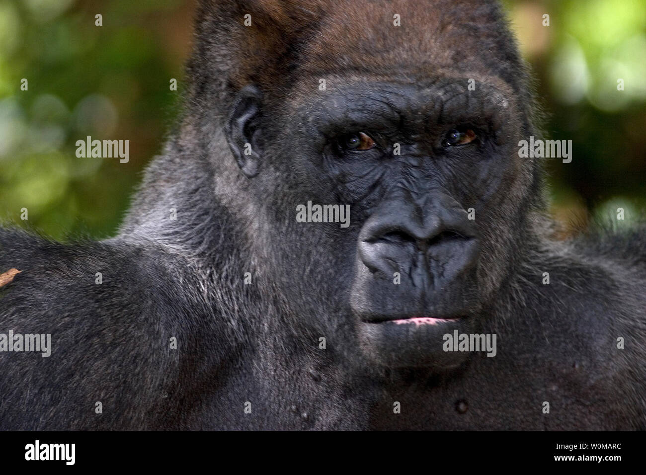 Flachlandgorilla, Männlich Stockfoto