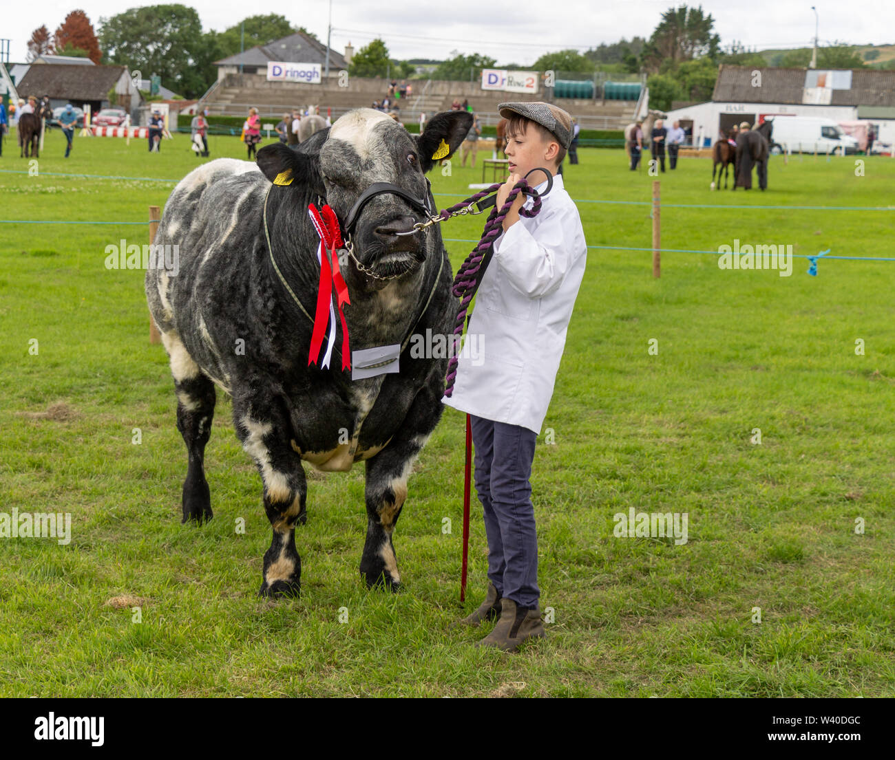 Blaue Belgier Stier auf einen Country Fair, Skibbereen Irland Stockfoto