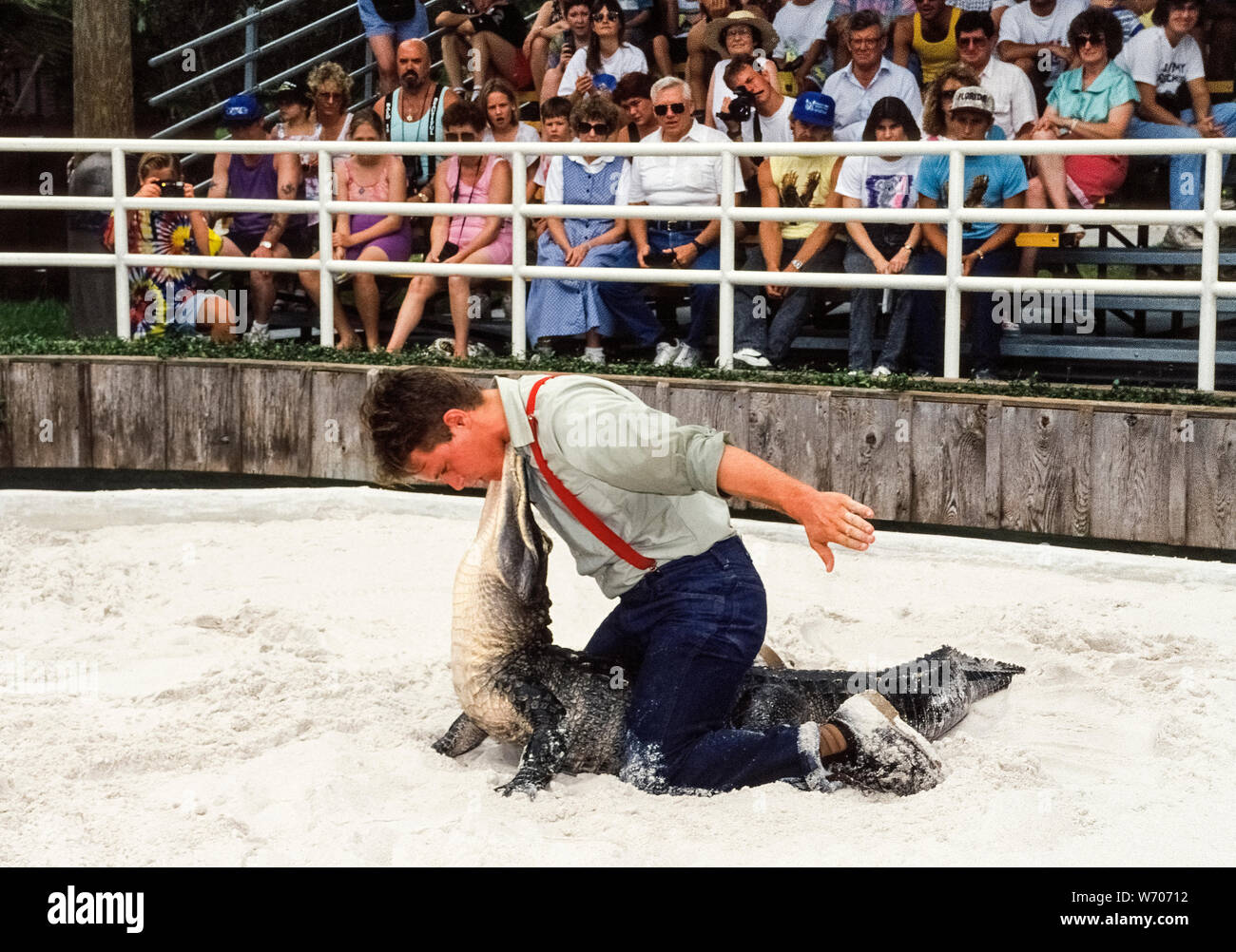 Alligator Wrestling ist eine Lieblingssendung in Gatorland, einem beliebten Familie zu sehen - lassen Sie touristische Attraktion seit 1949, ist die Heimat von mehr als 2.000 amerikanischen Alligatoren in der Nähe von Orlando, Florida, USA. Hier ein Young Professional gator Handler sitzt auf dem Rücken eines solche gefährlichen Reptilien und stellt Chin-chin mit dem Tier. Um dies zu tun, zuerst packt er die Backen des Reptils zusammen mit seinen beiden Händen und dann biegt der Gator Kopf zurück 90 Grad aus dem Boden. Weil das Tier verhindert zurück kämpfen, die Wrestler kann dann seine Hände Freigabe dieser Stunt zu vervollständigen. Stockfoto