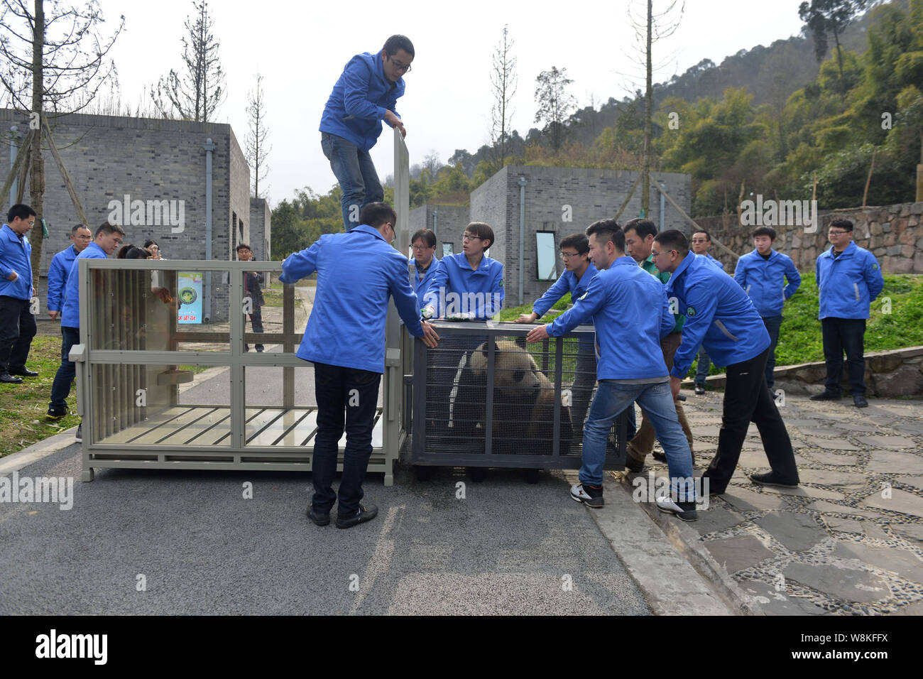 Die chinesischen Gastgeber bereiten weibliche Panda Hua Ni aus einem kleinen Käfig in eine größere, an der Dujiangyan Basis der China Erhaltung und Re-Laufwerk Stockfoto