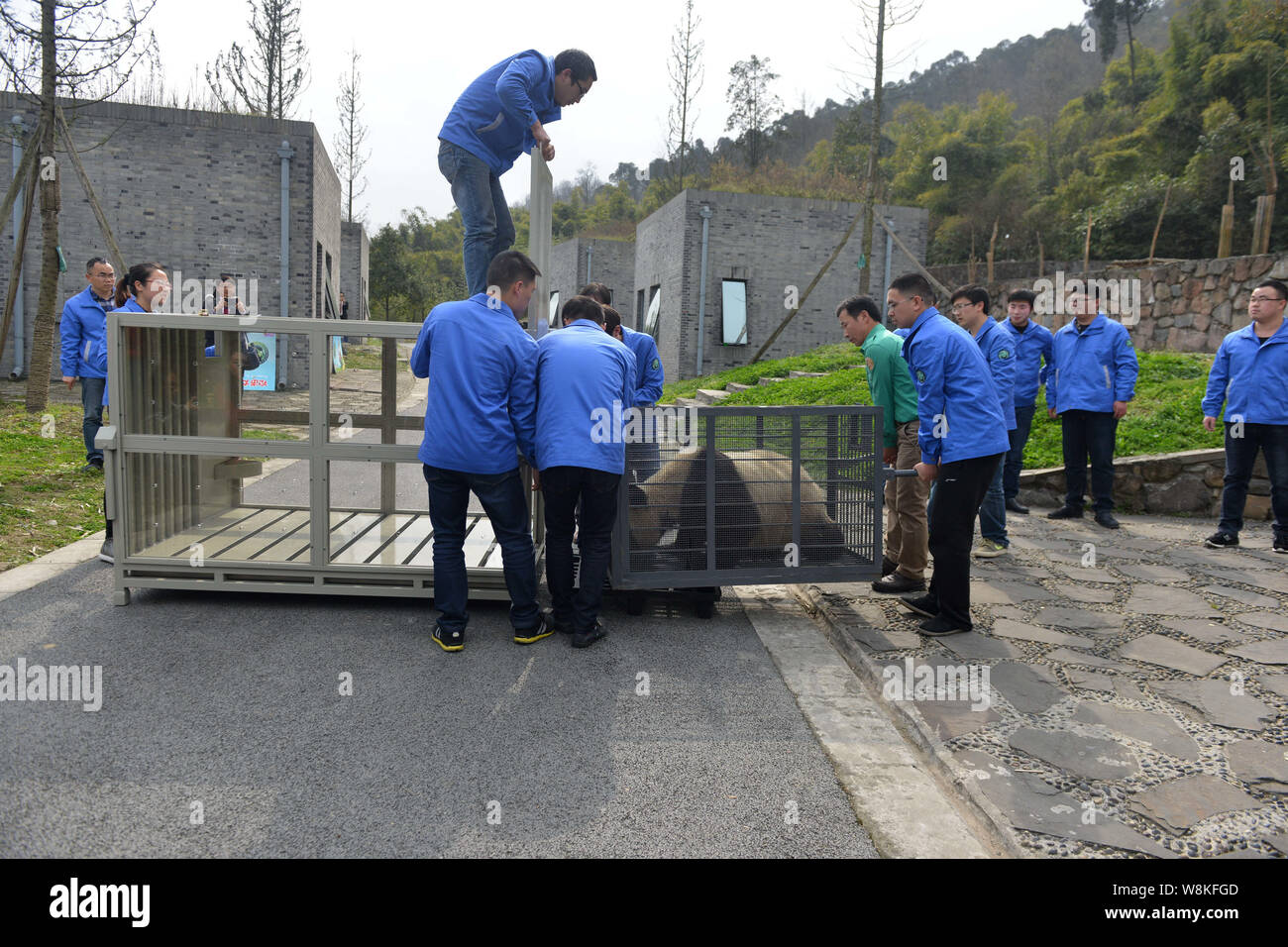 Chinesische keepers Antrieb weibliche Panda Hua Ni aus einem kleinen Käfig in eine größere, an der Dujiangyan Basis der China Erhaltung und Forschung Cent Stockfoto