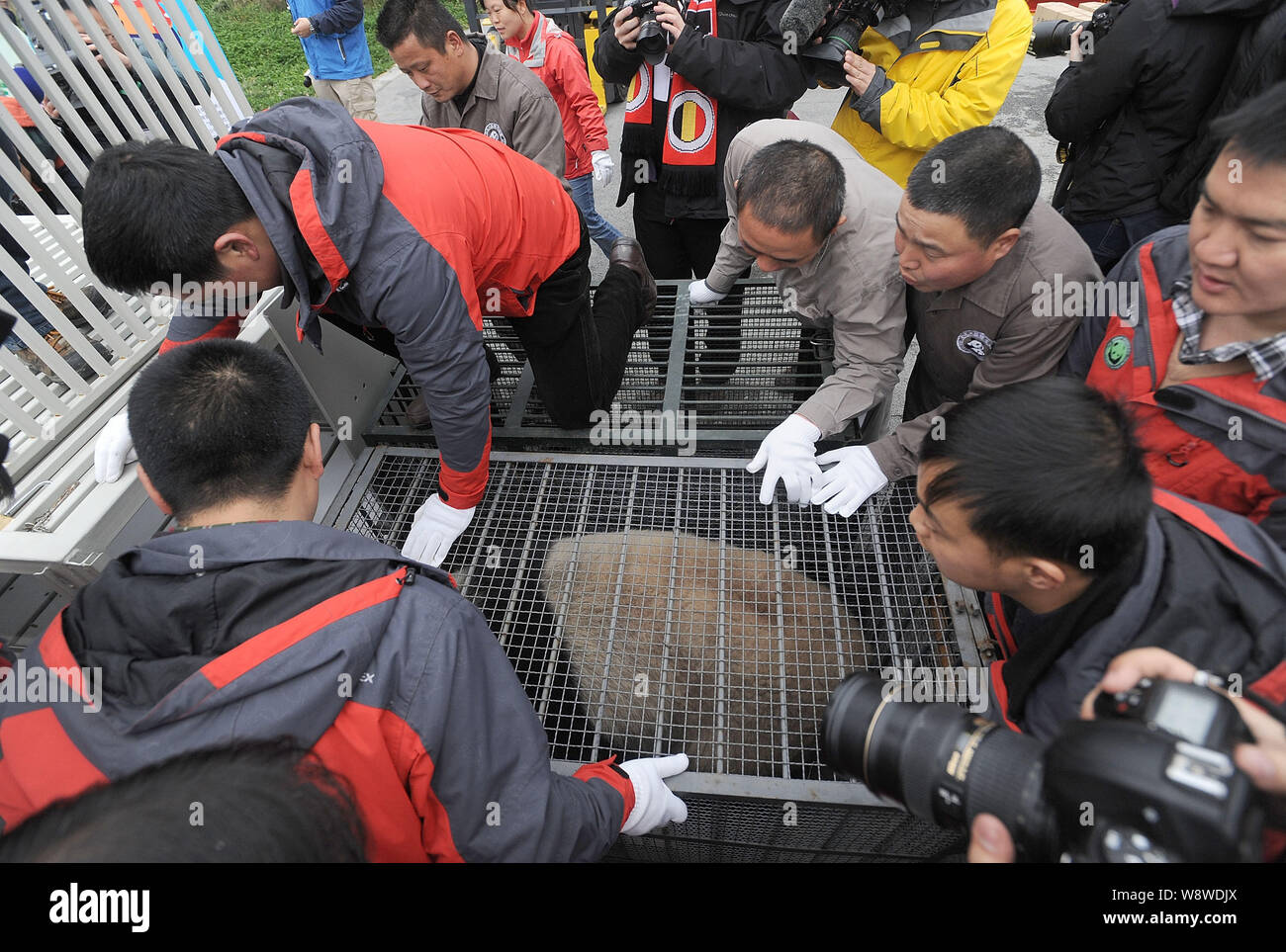 Chinesische Arbeiter eingesperrten männlichen Panda Xing Hui in einem größeren Käfig vor dem Senden mit weiblichen panda Hao Hao nach Belgien an der Dujiangyan Stockfoto