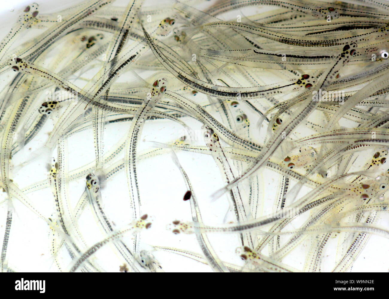 Juvenile whitebait (galaxias) Stockfoto