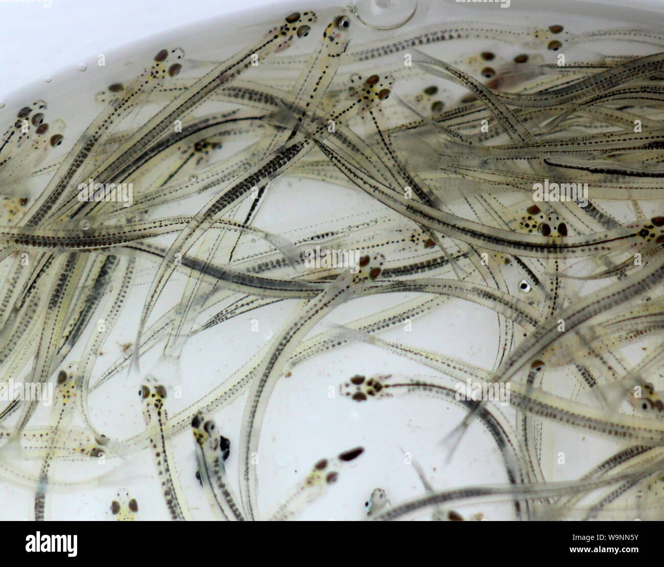 Juvenile whitebait (galaxias) Stockfoto