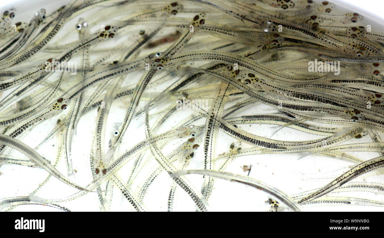 Juvenile whitebait (galaxias) Stockfoto