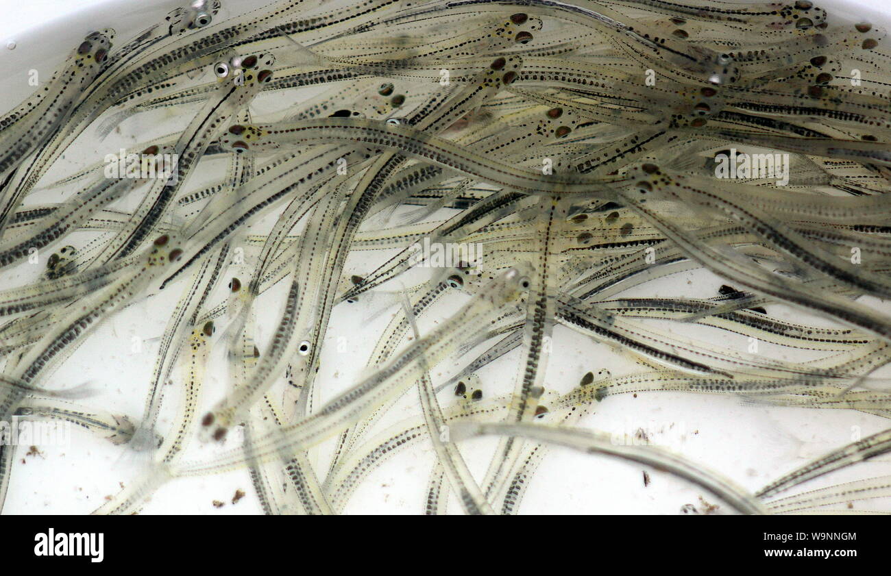 Juvenile whitebait (galaxias) Stockfoto