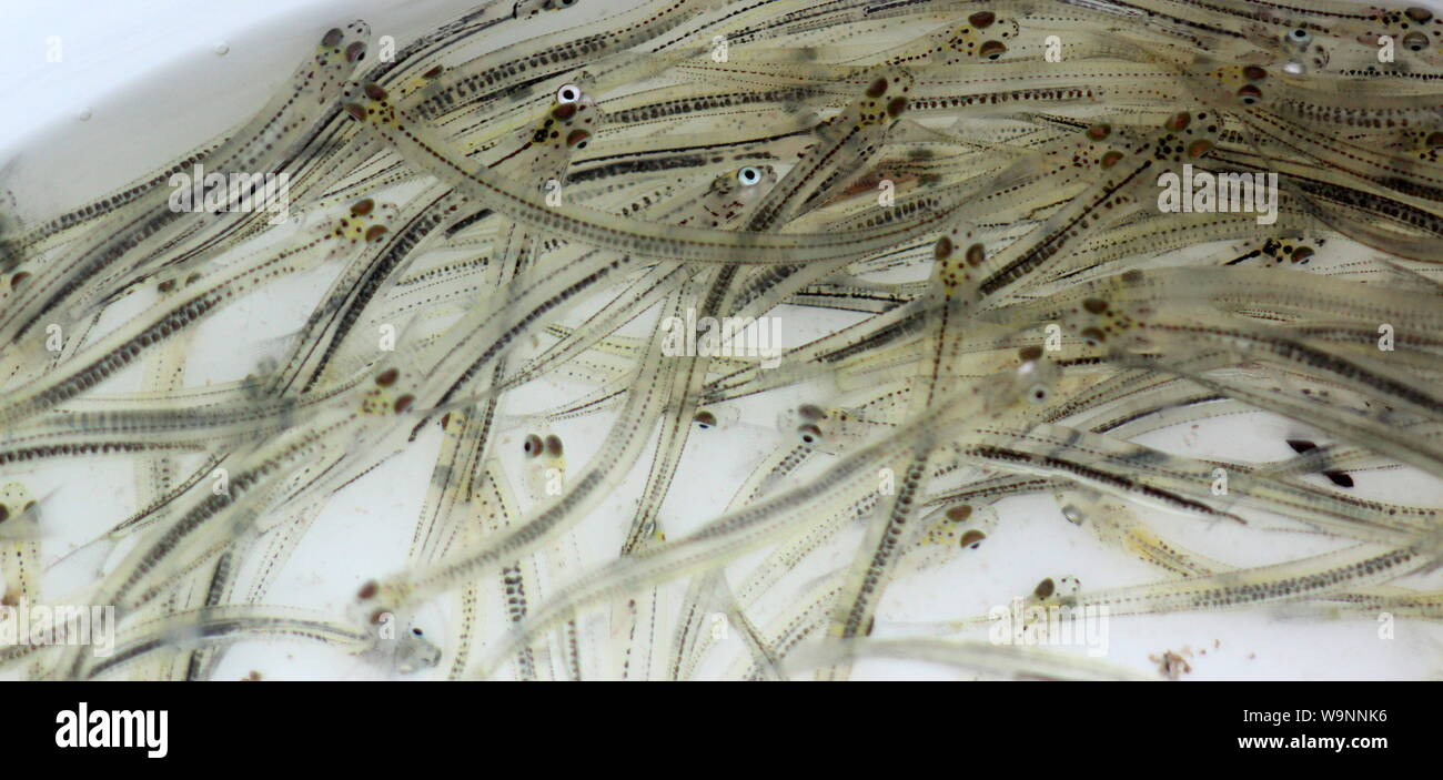 Juvenile whitebait (galaxias) Stockfoto