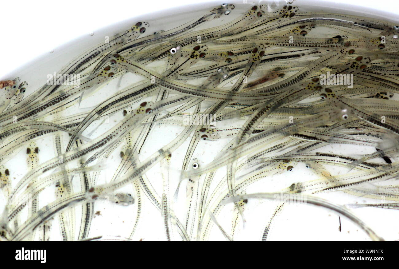 Juvenile whitebait (galaxias) Stockfoto