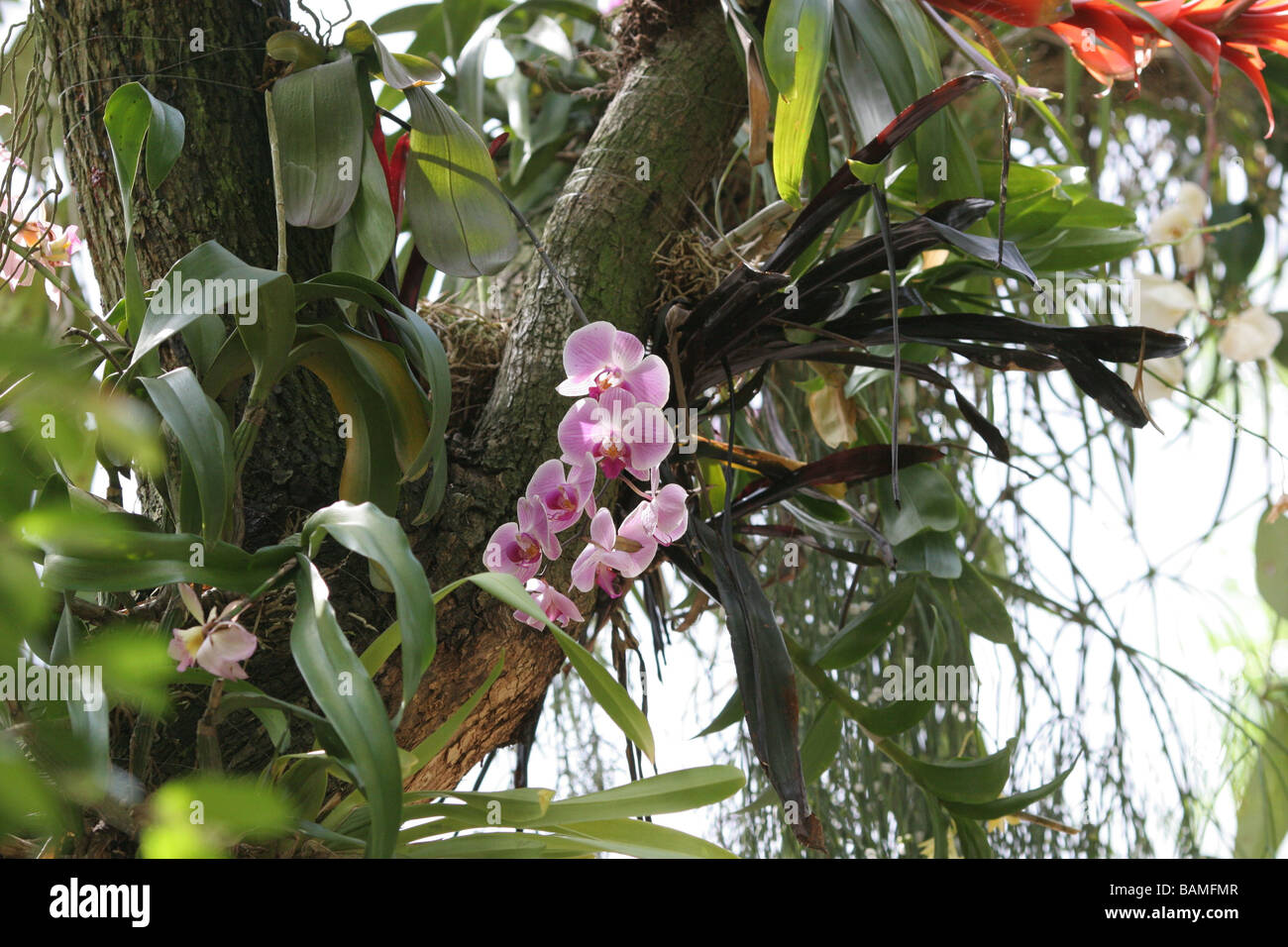 Orchids growing trees fotografías e imágenes de alta resolución - Alamy