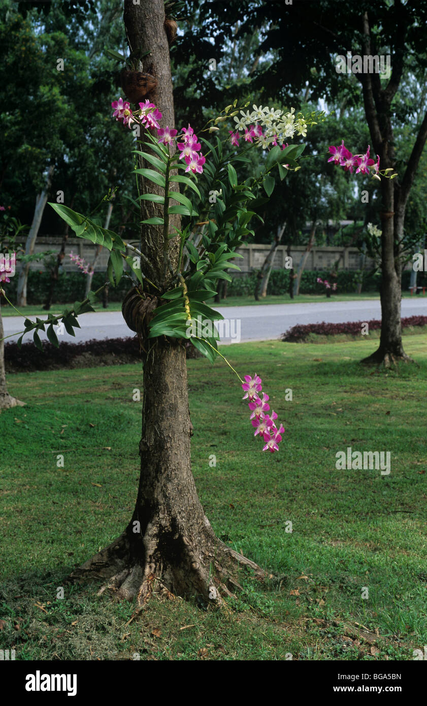 Orquídea del árbol fotografías e imágenes de alta resolución - Alamy