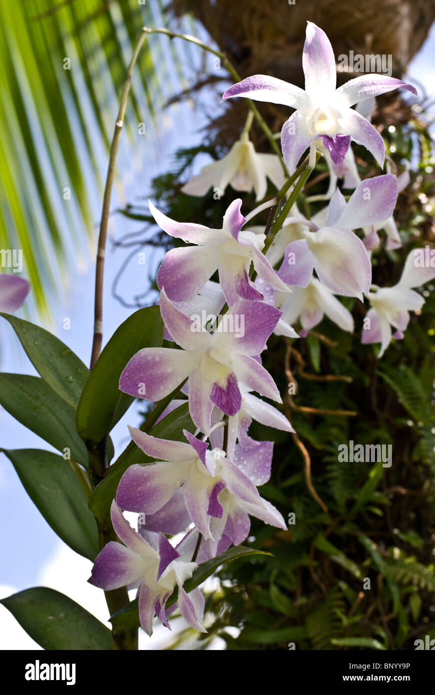 Las orquídeas silvestres crecen en un árbol en Cayo Carenero, después de  una ducha de lluvia Fotografía de stock - Alamy