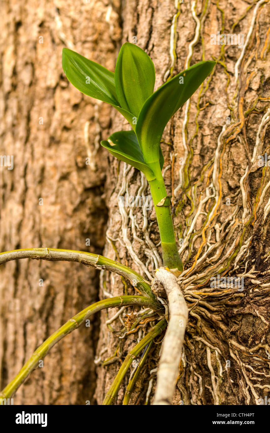 Orquidea en el arbol fotografías e imágenes de alta resolución - Alamy