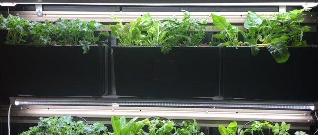 iveWall Indoor Strip Lighting for Herbs, Greens, Vegetables