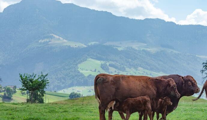 Erlebnisbauernhof & Camping Gerbe, Schweiz, Camping am Bauerhof