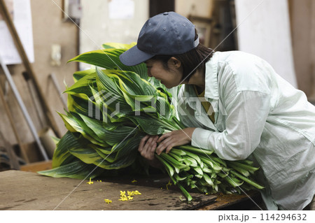 植物の出荷作業をする女性 114294632