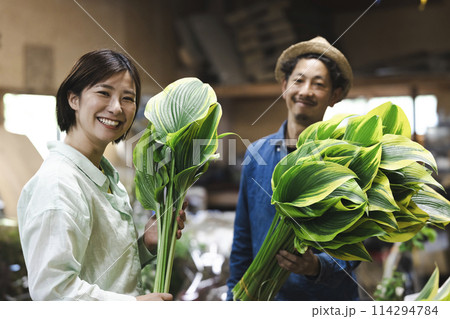 植物の出荷作業をする花卉生産者さん 114294784