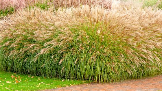 Le miscanthus