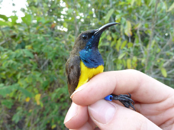 A male Wakatobi sunbird. Image credit: Nicola Marples & David Kelly, Trinity College Dublin.