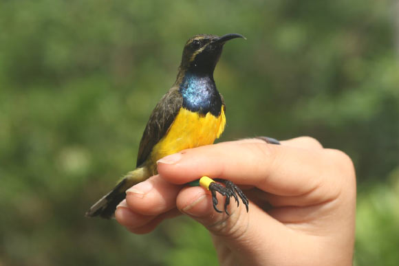 A male olive-backed sunbird. Image credit: Nicola Marples & David Kelly, Trinity College Dublin.