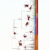 Phylogeny of 455 species of primates synthesized using Chrono-STA. The root of the phylogeny is recovered at 71.3 million years ago. The crown of Strepsirrhini is at 57 million years ago, and the crown of Haplorhini is at 68.5 million years ago. The crown of Simiiformes is at 42.2 million years ago. Image credit: Craig et al., doi: 10.3389/fbinf.2024.1495417.