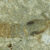 Apachyus madseni. Image credit: Simonsen et al., doi: 10.11646/palaeoentomology.7.5.7.