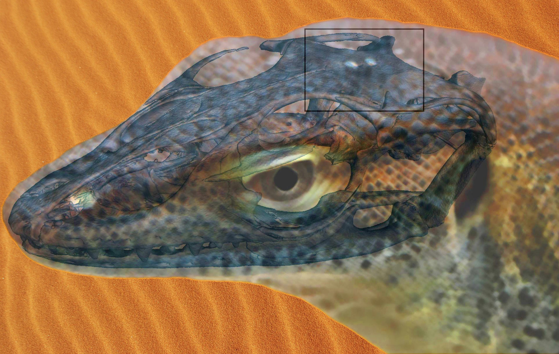 Lizard Eye